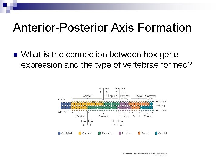 Anterior-Posterior Axis Formation n What is the connection between hox gene expression and the