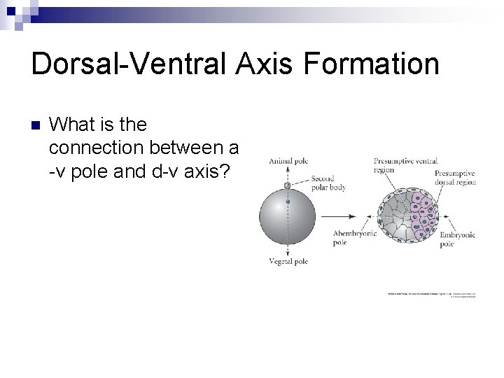 Dorsal-Ventral Axis Formation n What is the connection between a -v pole and d-v