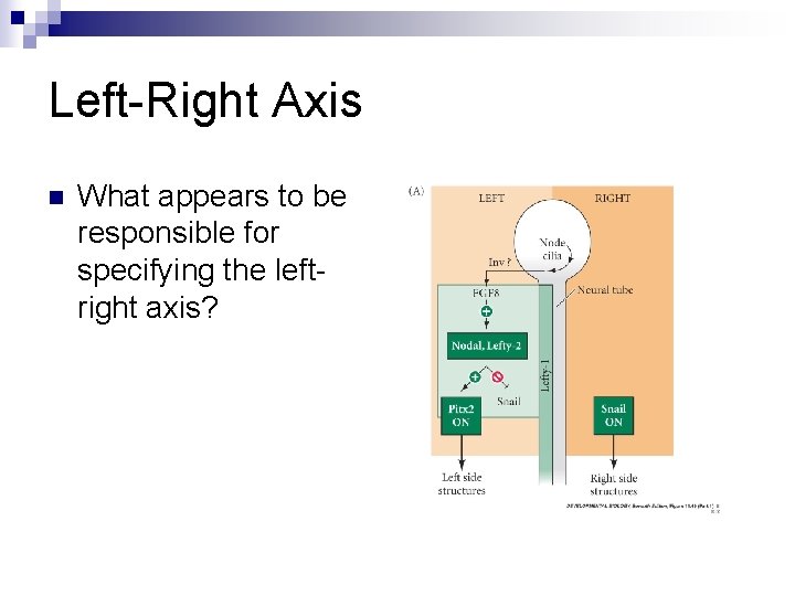 Left-Right Axis n What appears to be responsible for specifying the leftright axis? 