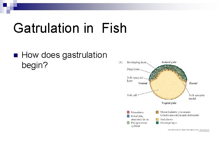 Gatrulation in Fish n How does gastrulation begin? 