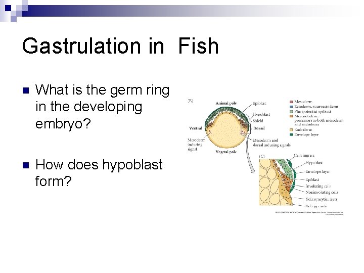 Gastrulation in Fish n What is the germ ring in the developing embryo? n