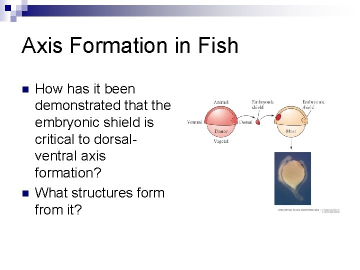 Axis Formation in Fish n n How has it been demonstrated that the embryonic