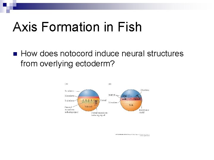 Axis Formation in Fish n How does notocord induce neural structures from overlying ectoderm? Axis Formation in Fish n How does notocord induce neural structures from overlying ectoderm?