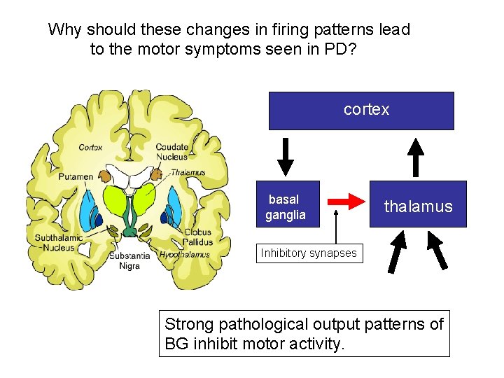 Why should these changes in firing patterns lead to the motor symptoms seen in