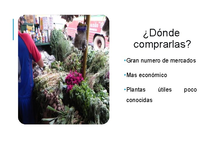 ¿Dónde comprarlas? • Gran numero de mercados • Mas económico • Plantas conocidas útiles