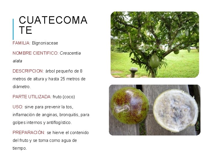 CUATECOMA TE FAMILIA: Bignoniaceae NOMBRE CIENTIFICO: Crescentia alata DESCRIPCION: árbol pequeño de 8 metros