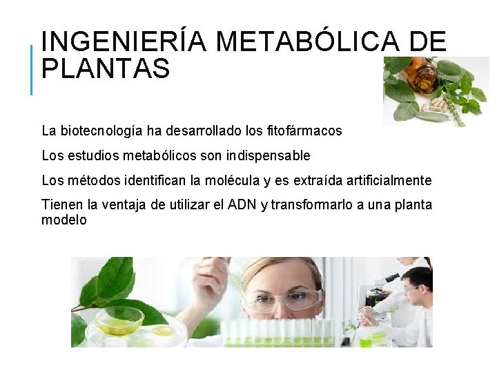 INGENIERÍA METABÓLICA DE PLANTAS La biotecnología ha desarrollado los fitofármacos Los estudios metabólicos son