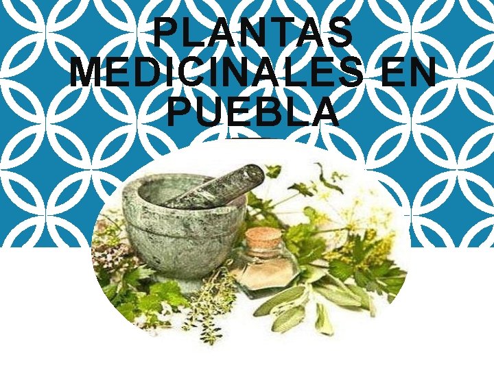 PLANTAS MEDICINALES EN PUEBLA 