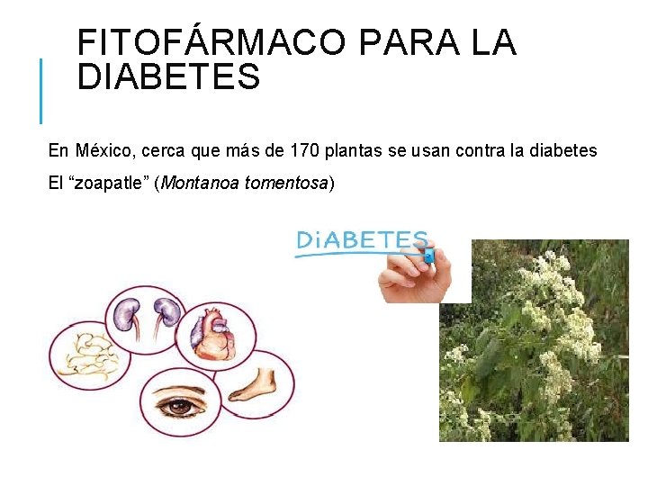 FITOFÁRMACO PARA LA DIABETES En México, cerca que más de 170 plantas se usan