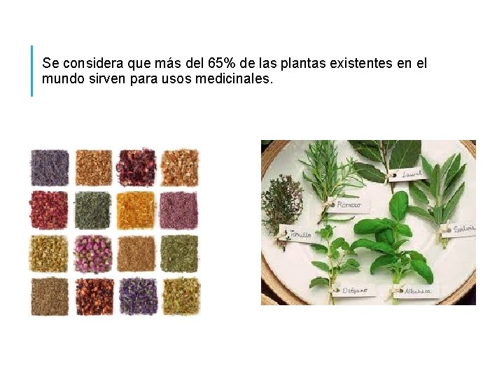 Se considera que más del 65% de las plantas existentes en el mundo sirven