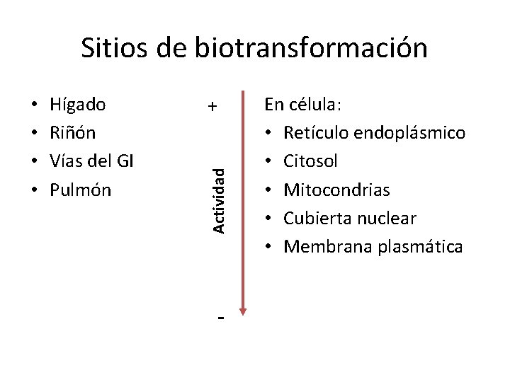 Sitios de biotransformación Hígado Riñón Vías del GI Pulmón + Actividad • • -