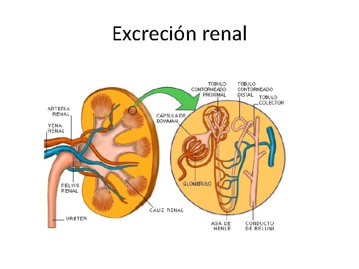 Excreción renal 