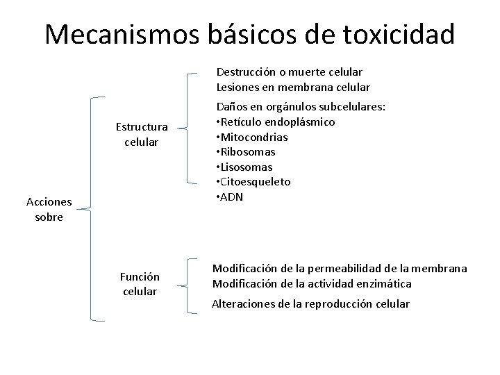 Mecanismos básicos de toxicidad Destrucción o muerte celular Lesiones en membrana celular Estructura celular