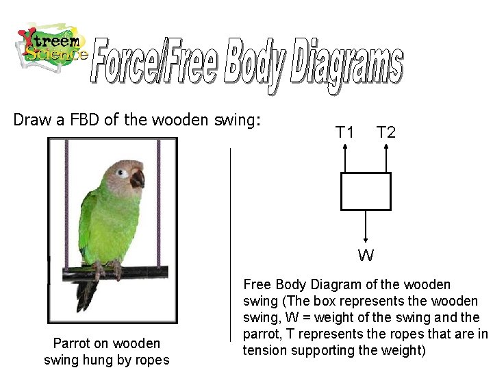 Draw a FBD of the wooden swing: T 1 T 2 W Parrot on