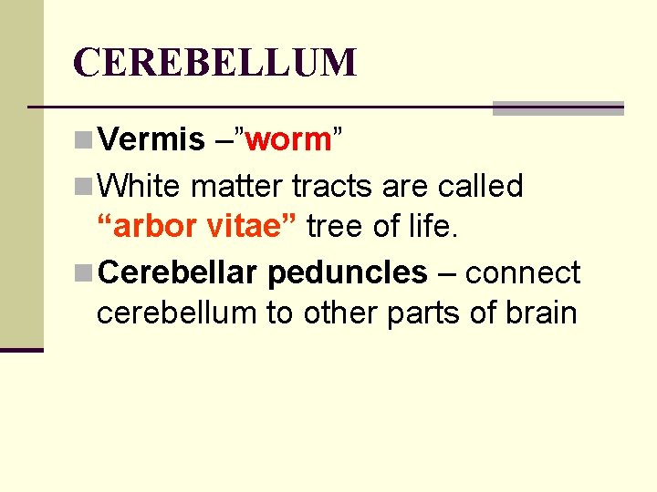 CEREBELLUM n Vermis –”worm” n White matter tracts are called “arbor vitae” tree of
