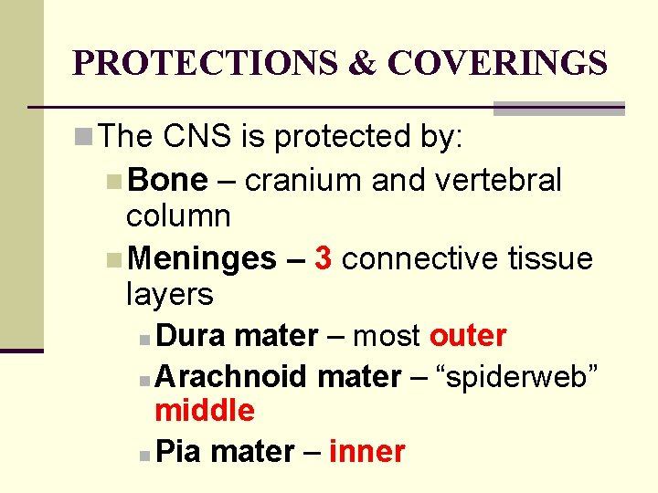 PROTECTIONS & COVERINGS n The CNS is protected by: n Bone – cranium and