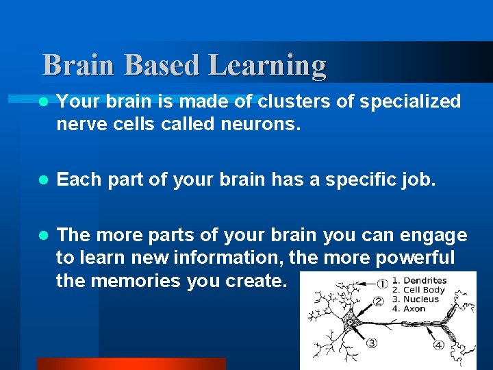 Brain Based Learning l Your brain is made of clusters of specialized nerve cells