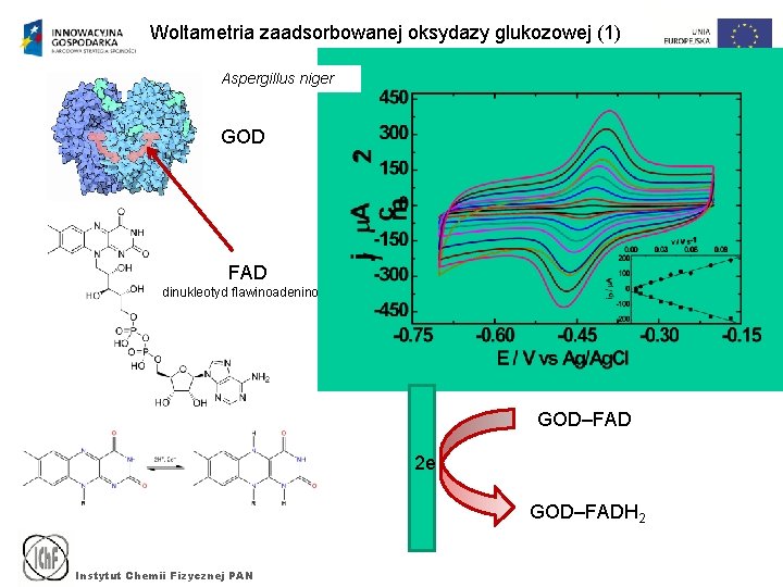 Woltametria zaadsorbowanej oksydazy glukozowej (1) Aspergillus niger GOD FAD dinukleotyd flawinoadeninowy GOD–FAD 2 e