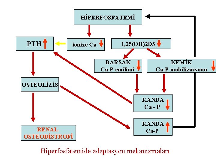 HİPERFOSFATEMİ PTH ionize Ca 1, 25(OH)2 D 3 BARSAK Ca-P emilimi KEMİK Ca-P mobilizasyonu