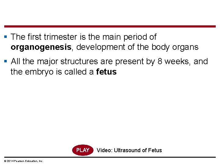 § The first trimester is the main period of organogenesis, development of the body
