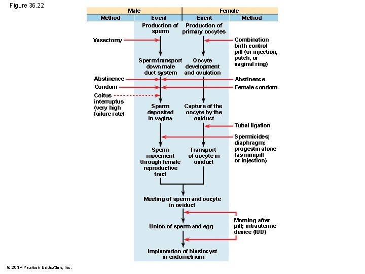 Figure 36. 22 Male Method Female Event Method Production of sperm primary oocytes Vasectomy