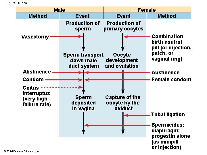 Figure 36. 22 a Male Method Female Event Production of sperm primary oocytes Vasectomy