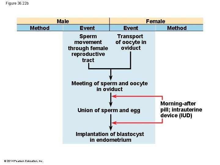 Figure 36. 22 b Male Method Female Event Sperm movement through female reproductive tract