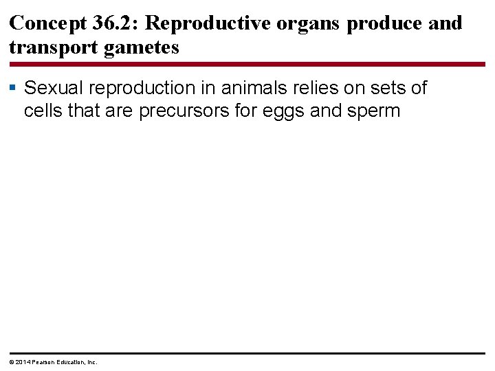 Concept 36. 2: Reproductive organs produce and transport gametes § Sexual reproduction in animals