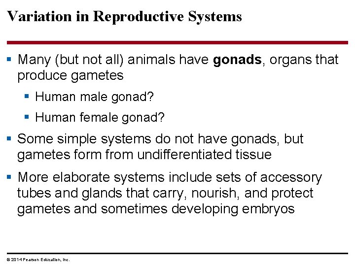 Variation in Reproductive Systems § Many (but not all) animals have gonads, organs that