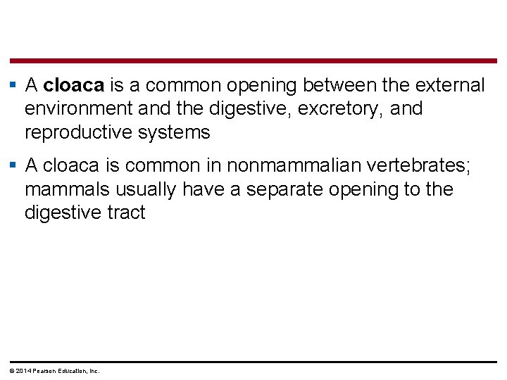 § A cloaca is a common opening between the external environment and the digestive,