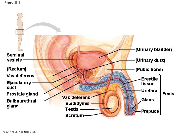 Figure 36. 8 (Urinary bladder) Seminal vesicle (Urinary duct) (Rectum) (Pubic bone) Vas deferens