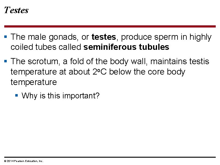 Testes § The male gonads, or testes, produce sperm in highly coiled tubes called