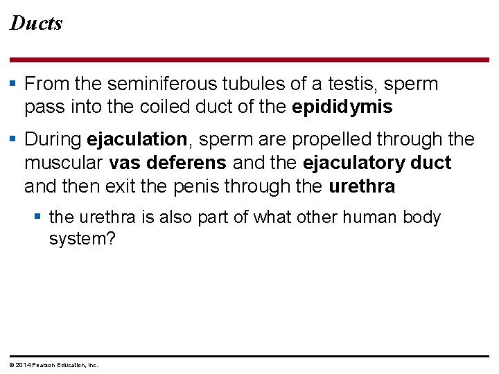 Ducts § From the seminiferous tubules of a testis, sperm pass into the coiled