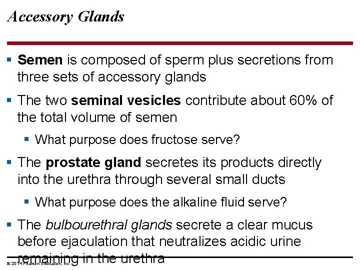 Accessory Glands § Semen is composed of sperm plus secretions from three sets of
