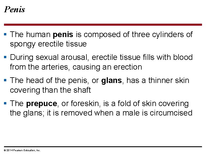 Penis § The human penis is composed of three cylinders of spongy erectile tissue