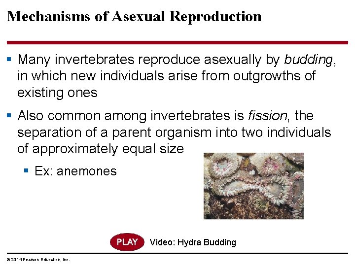 Mechanisms of Asexual Reproduction § Many invertebrates reproduce asexually by budding, in which new