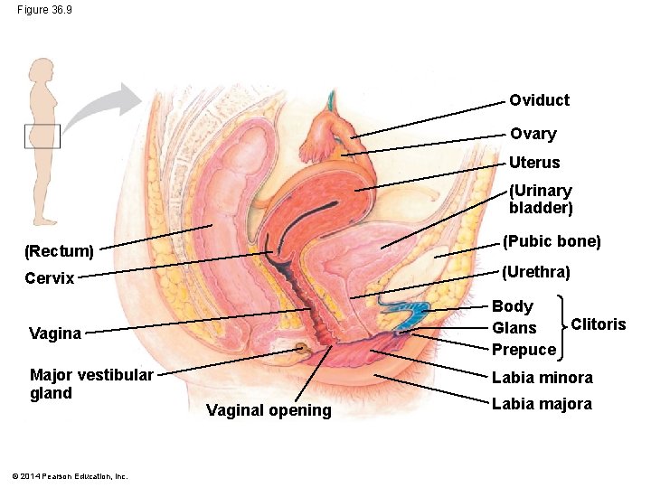 Figure 36. 9 Oviduct Ovary Uterus (Urinary bladder) (Pubic bone) (Rectum) (Urethra) Cervix Vagina