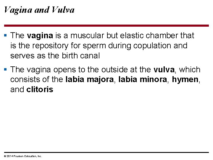 Vagina and Vulva § The vagina is a muscular but elastic chamber that is