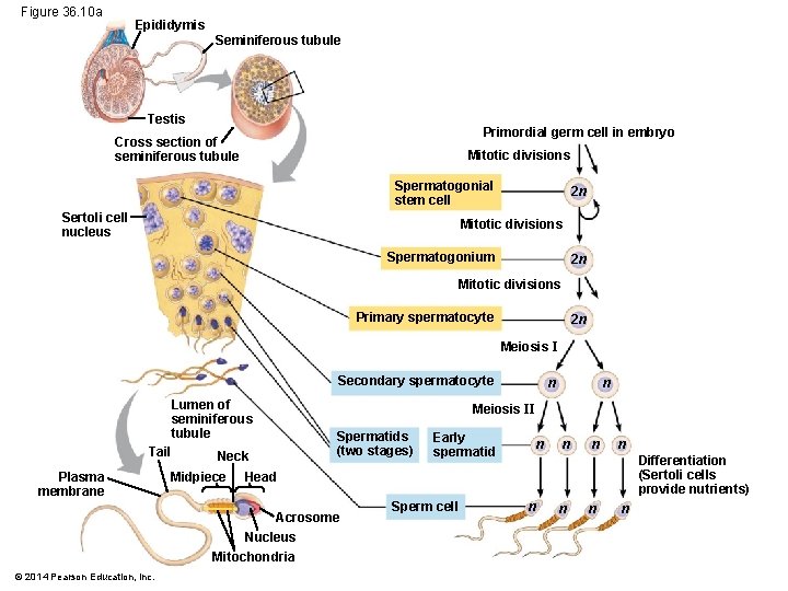 Figure 36. 10 a Epididymis Seminiferous tubule Testis Primordial germ cell in embryo Cross