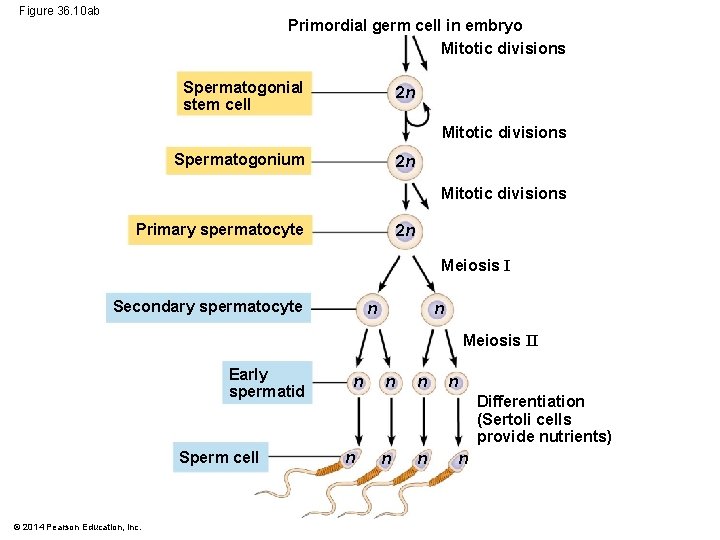 Figure 36. 10 ab Primordial germ cell in embryo Mitotic divisions Spermatogonial stem cell