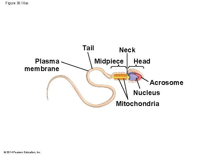 Figure 36. 10 ac Tail Plasma membrane Neck Midpiece Head Acrosome Nucleus Mitochondria ©
