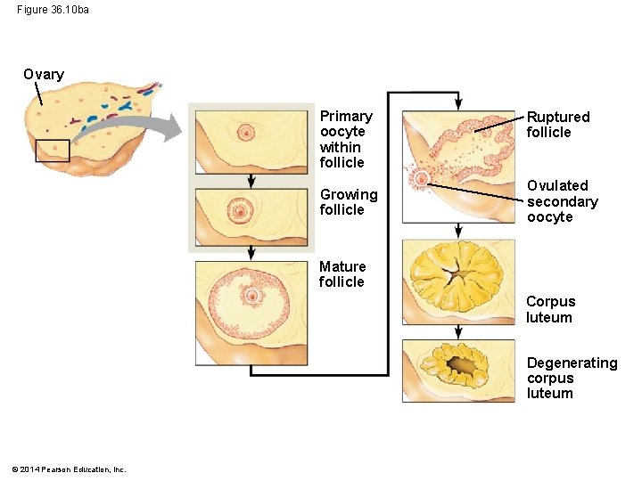 Figure 36. 10 ba Ovary Primary oocyte within follicle Growing follicle Ruptured follicle Ovulated