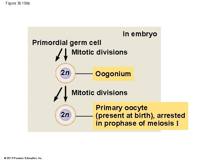 Figure 36. 10 bb In embryo Primordial germ cell Mitotic divisions 2 n Oogonium