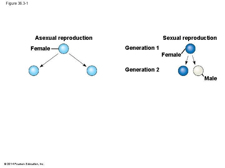 Figure 36. 3 -1 Sexual reproduction Asexual reproduction Female Generation 1 Female Generation 2