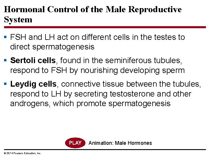 Hormonal Control of the Male Reproductive System § FSH and LH act on different