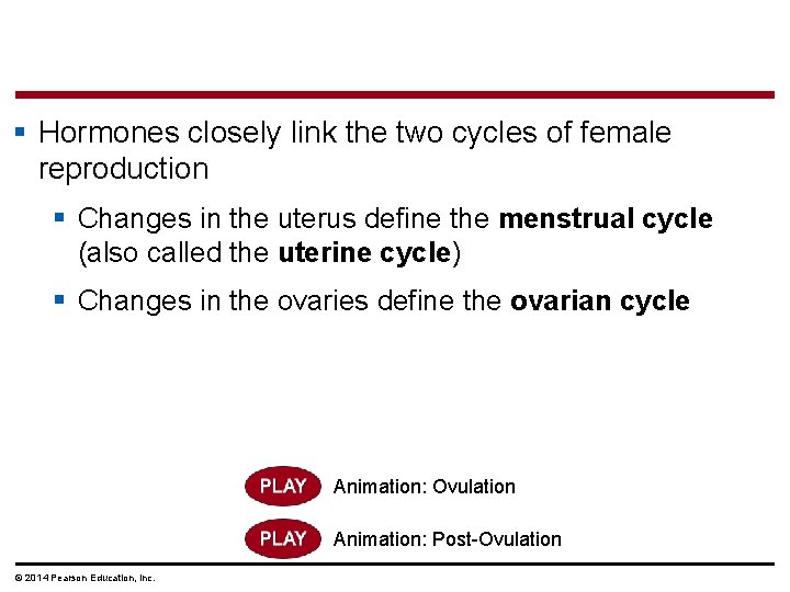 § Hormones closely link the two cycles of female reproduction § Changes in the