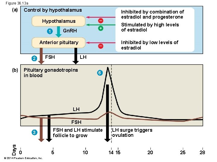 Figure 36. 13 a (a) Control by hypothalamus Inhibited by combination of estradiol and