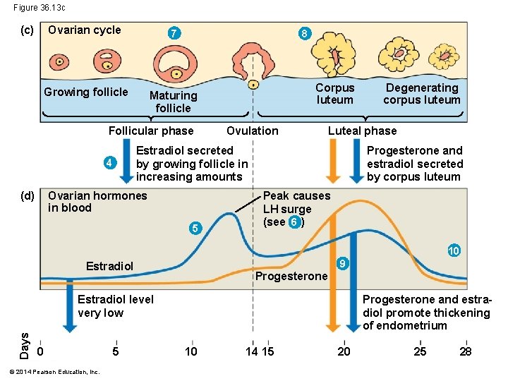 Figure 36. 13 c (c) Ovarian cycle 7 Growing follicle Maturing follicle 8 Follicular