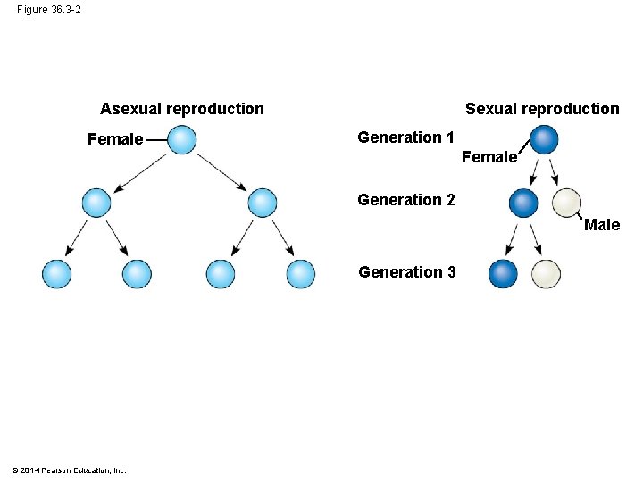 Figure 36. 3 -2 Sexual reproduction Asexual reproduction Female Generation 1 Female Generation 2