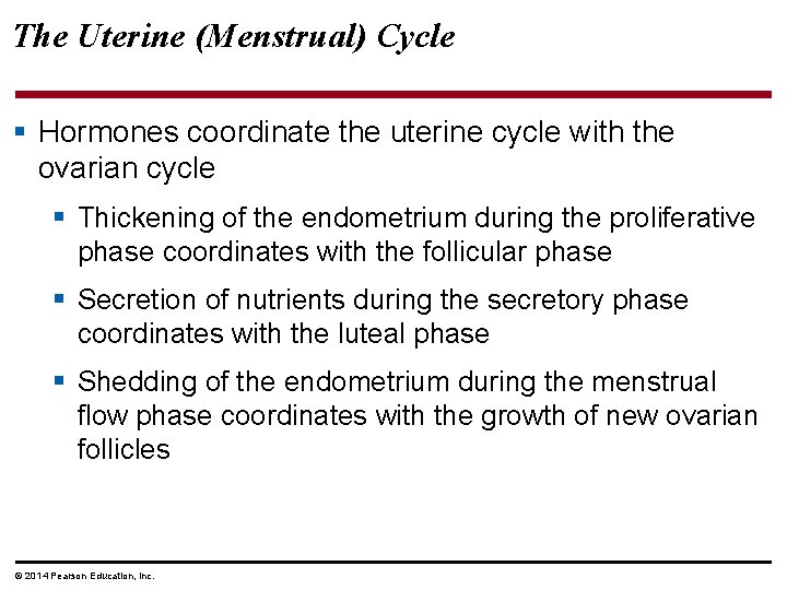 The Uterine (Menstrual) Cycle § Hormones coordinate the uterine cycle with the ovarian cycle